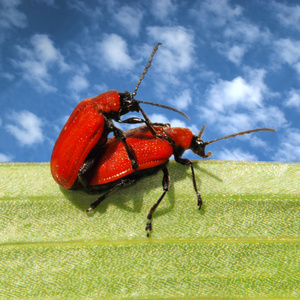 爱彼此红甲虫