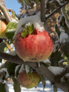 冰覆盖苹果