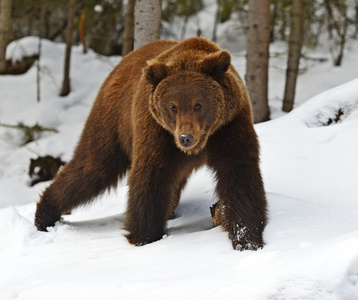 棕色的熊，在树林里的冬天
