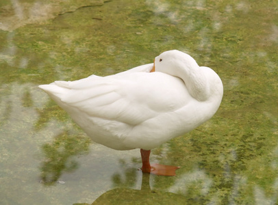 最佳优质肉鸭白鸭照片