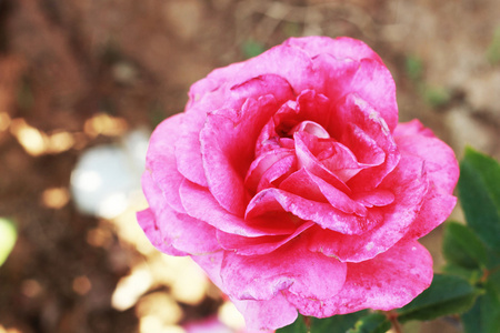 粉红色的玫瑰，在花园里