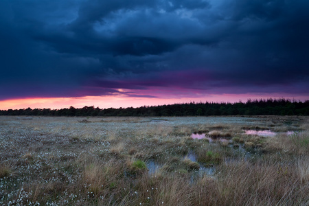 风雨如磐的夕阳的天空在沼泽与 cottongrass