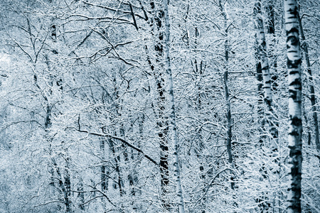 白雪皑皑的冬季森林