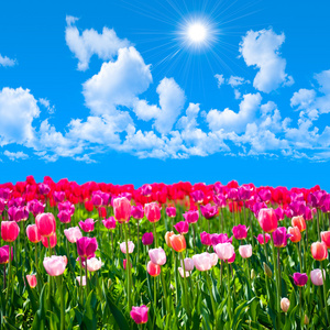 草地上的蓝天白云背景郁金香