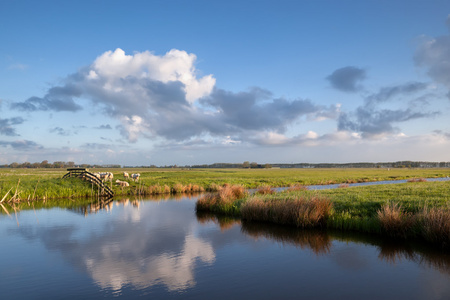 羊在河边的草地上照片