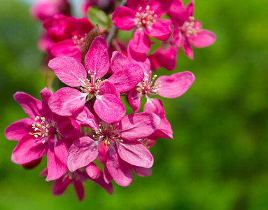 桃花树