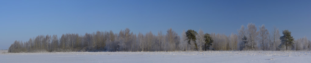 冬季森林的全景图