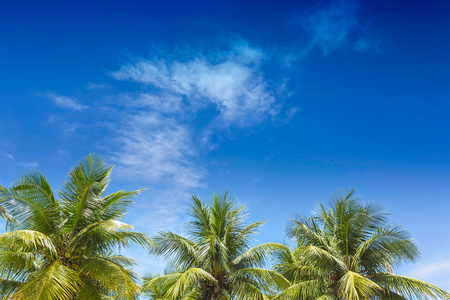 棕榈树在阳光明媚的蓝天下