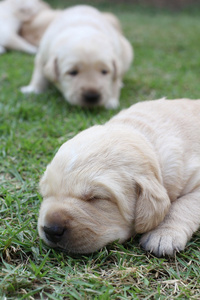 睡在绿色草地上的拉布拉多小狗