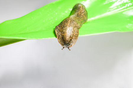 蜗牛 semperula 报