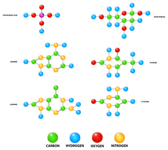 脱氧核糖核酸分子 dna