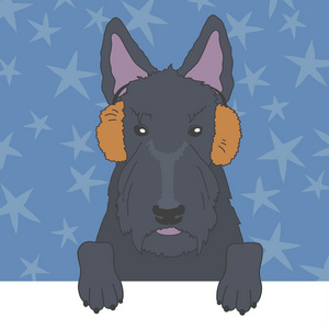 苏格兰毛皮苏格兰梗在毛皮耳罩照片