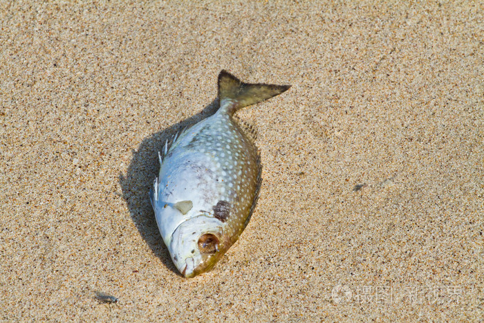 在海滩上的死鱼