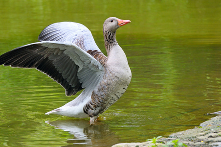 鹅与张开的翅膀照片