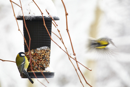 坐在用花生 birdfeeder bluetit