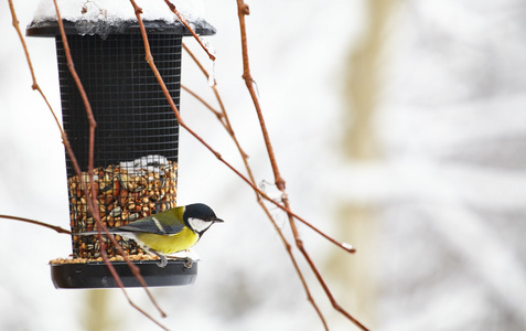 坐在用花生 birdfeeder bluetit