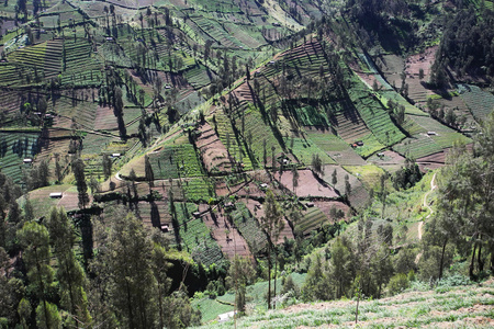 陡峭山坡上的农业土地