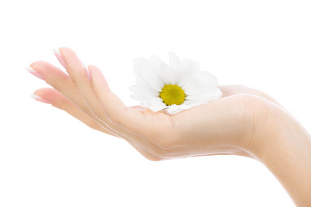 kvinnlig hand med en krysantemum isolerad p en vit bakgrund