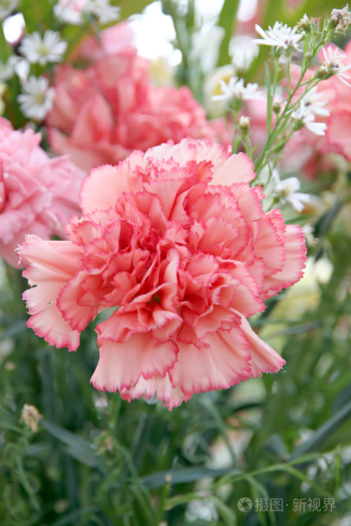 软的橘黄色康乃馨