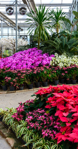 花卉和植物温室花园