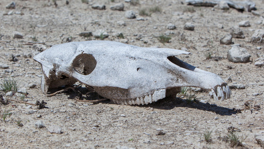 斑马头骨在埃托沙国家公园的地面上
