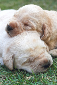 睡觉的拉布拉多小狗在绿色草地上   三周龄