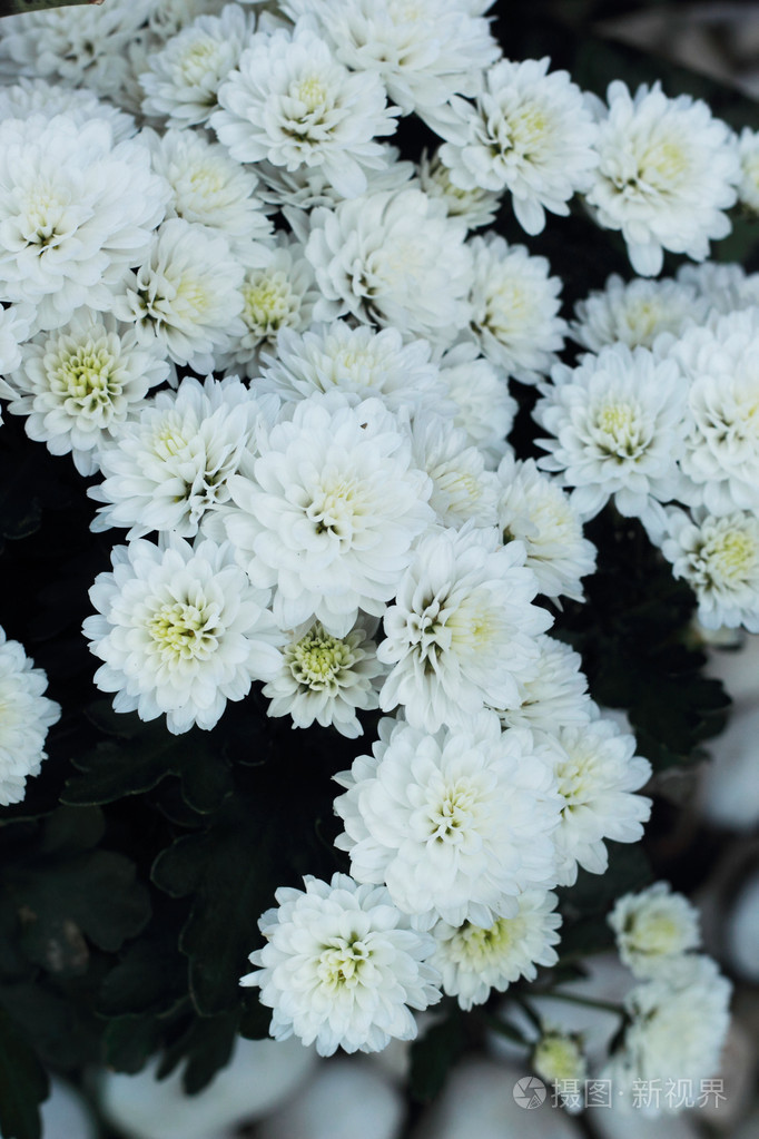 花园里的雏菊花的白色花