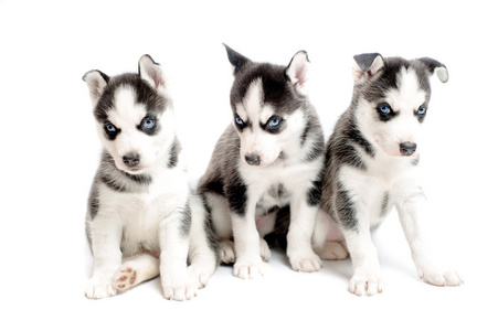 孤立的白色衬底上有三种纯种西伯利亚哈士奇犬小狗