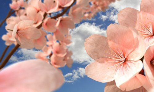 樱桃 blossons