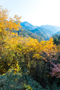 在山中的秋景