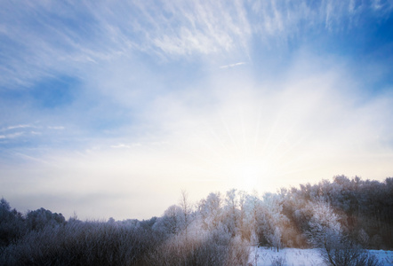 太阳在冬季森林树木覆盖着雪