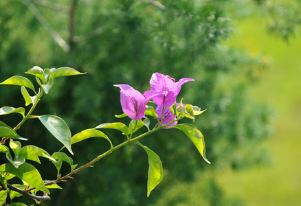 叶子花