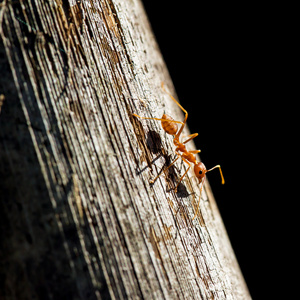 在一个木制的表面特写镜头上的蚂蚁