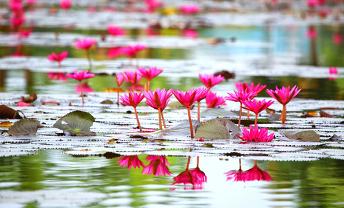 睡莲莲花，在湖中的叶子