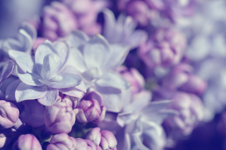 紫丁香开花的特写镜头