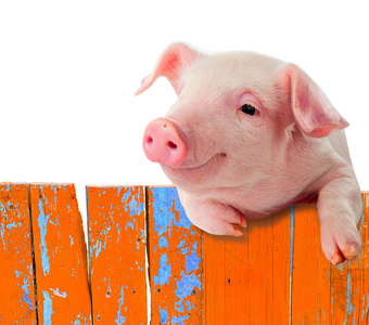 在栅栏上挂着可笑的小猪。幽默的拼贴。主人家孤立