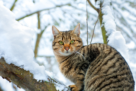 坐在雪树上的猫