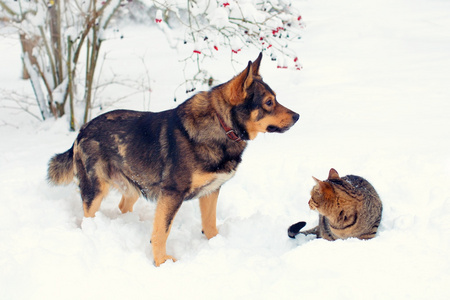 狗和猫玩雪