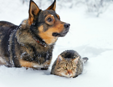 猫和狗在雪中行走