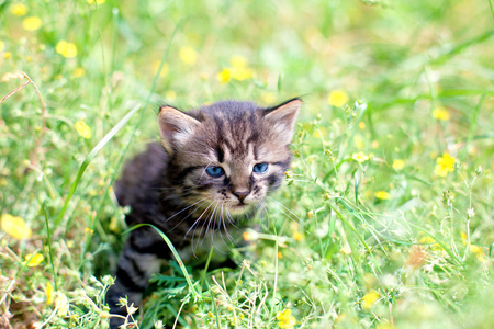 小猫坐在花场