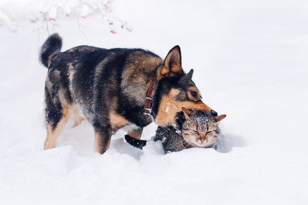 狗和猫玩雪