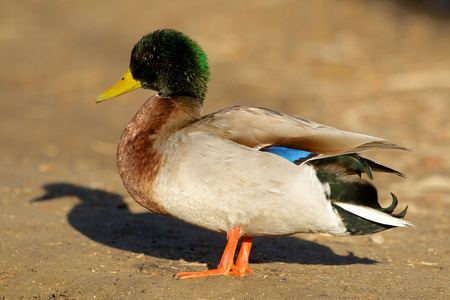 德雷克野鸭图片