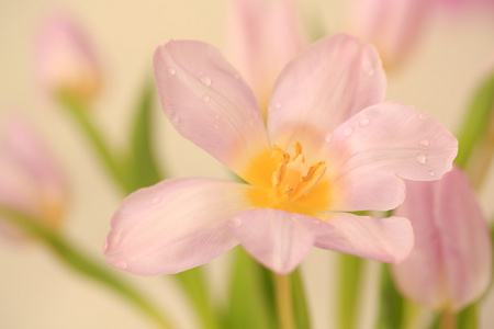 娇嫩的粉红色花朵图片