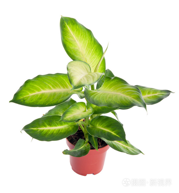 万年青 众议院植物在花盆里 隔离照片 正版商用图片1ehy04 摄图新视界