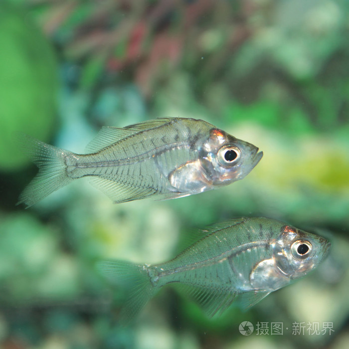 印度的玻璃瓶鲈鱼 (chanda ranga) 水族箱用鱼