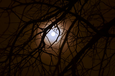 在森林里的黑暗充满月光