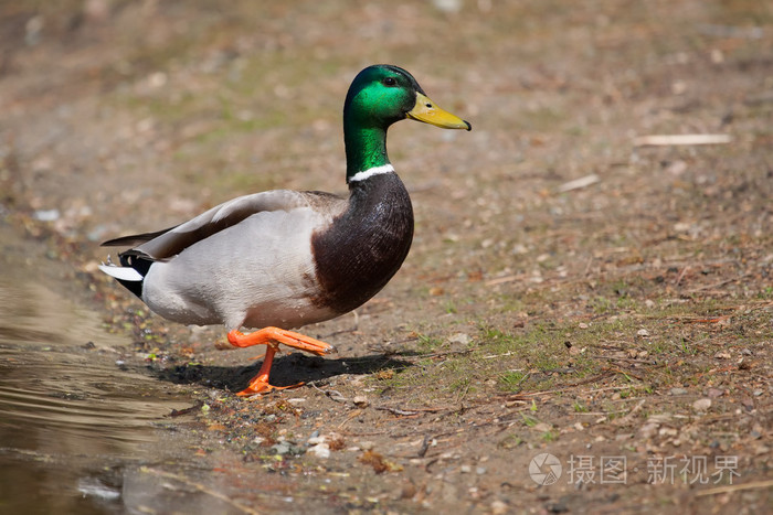 德雷克,野鸭,站在布满小草的山丘上的特写