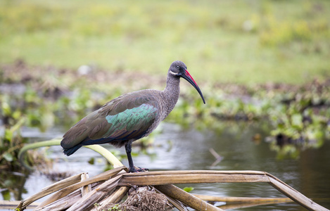 hadada ibis fgel