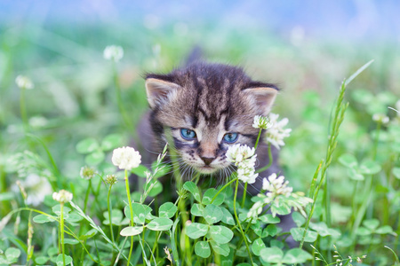 小猫在三叶草草坪上行走