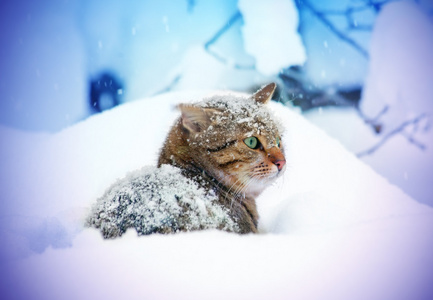 猫坐在森林里的雪